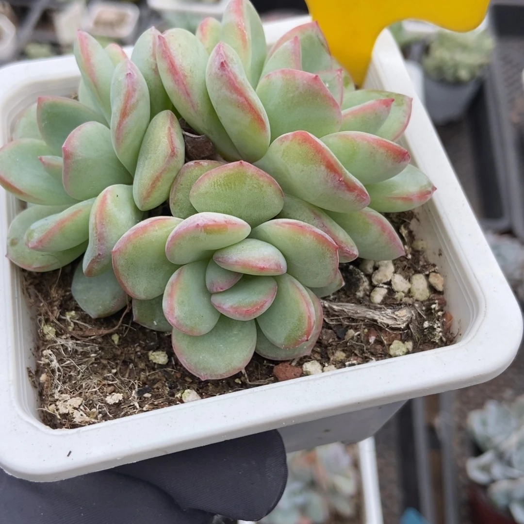943泡芙多肉植物多肉