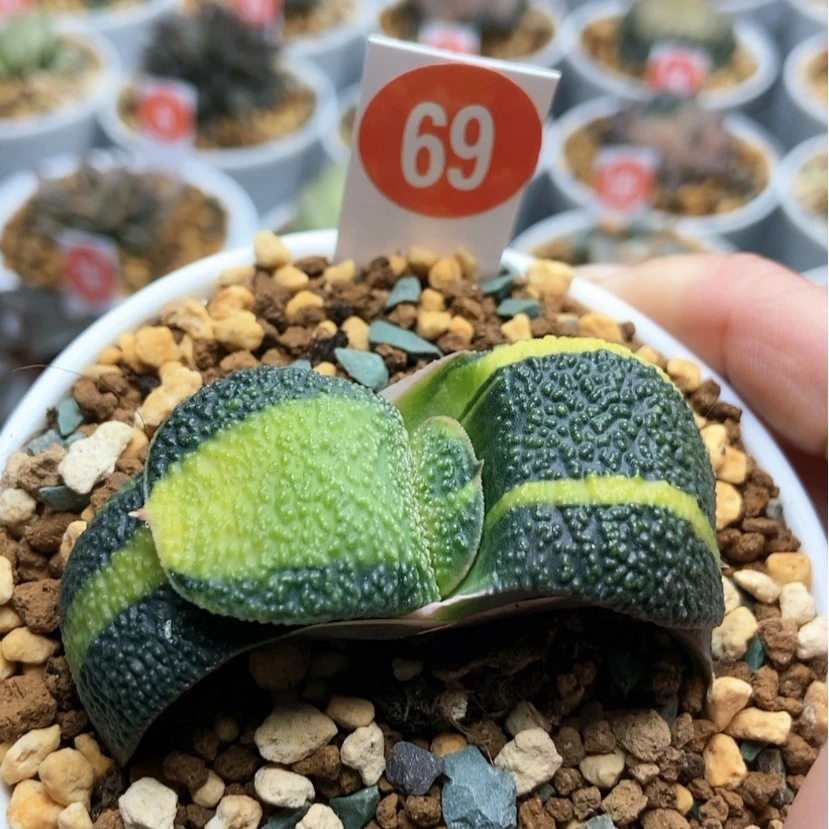 【闪购商品】69军配珍珠锦