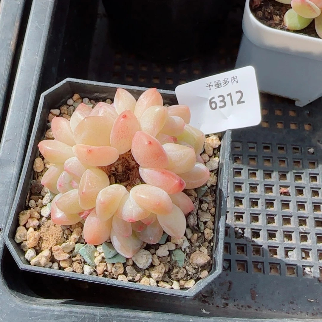蜜桃珍妮，6312多肉植物
