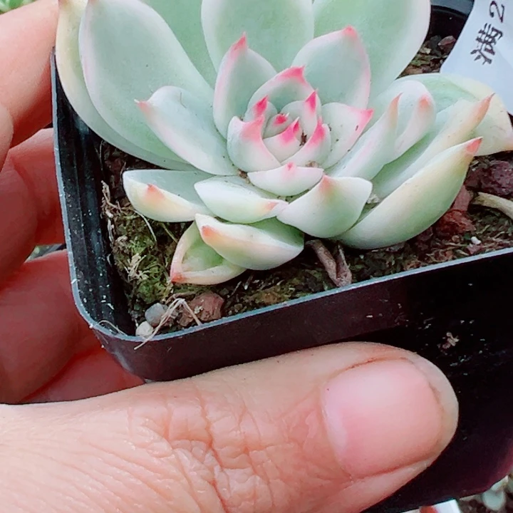 吉娃娃锦多肉植物1309