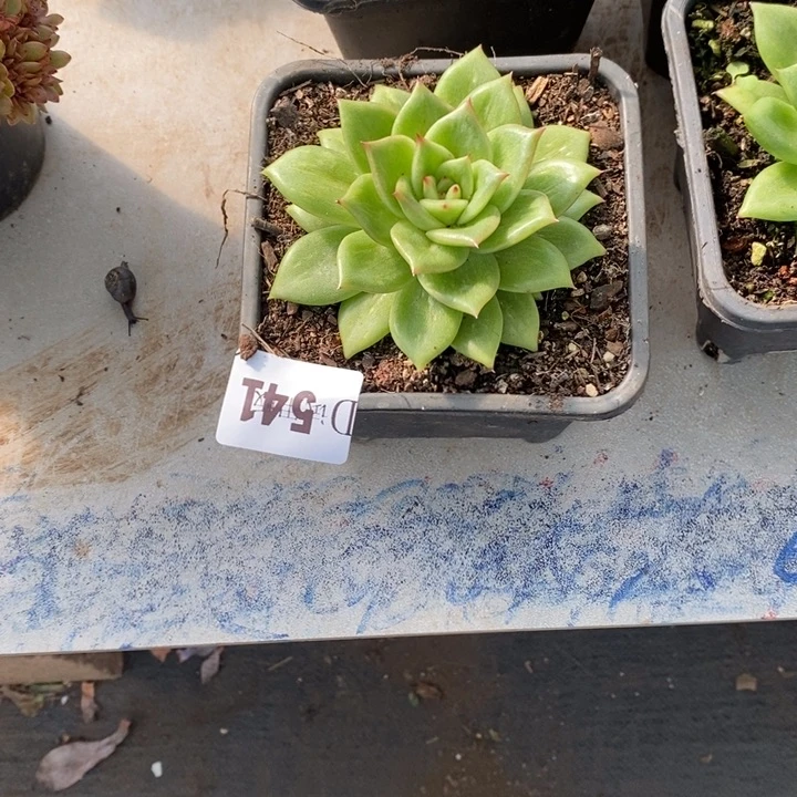 C***o541蔷薇玛丽亚多肉植物