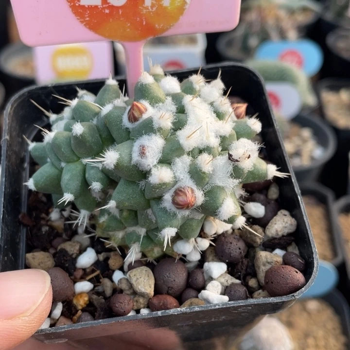 实生双头雪糕25470000000