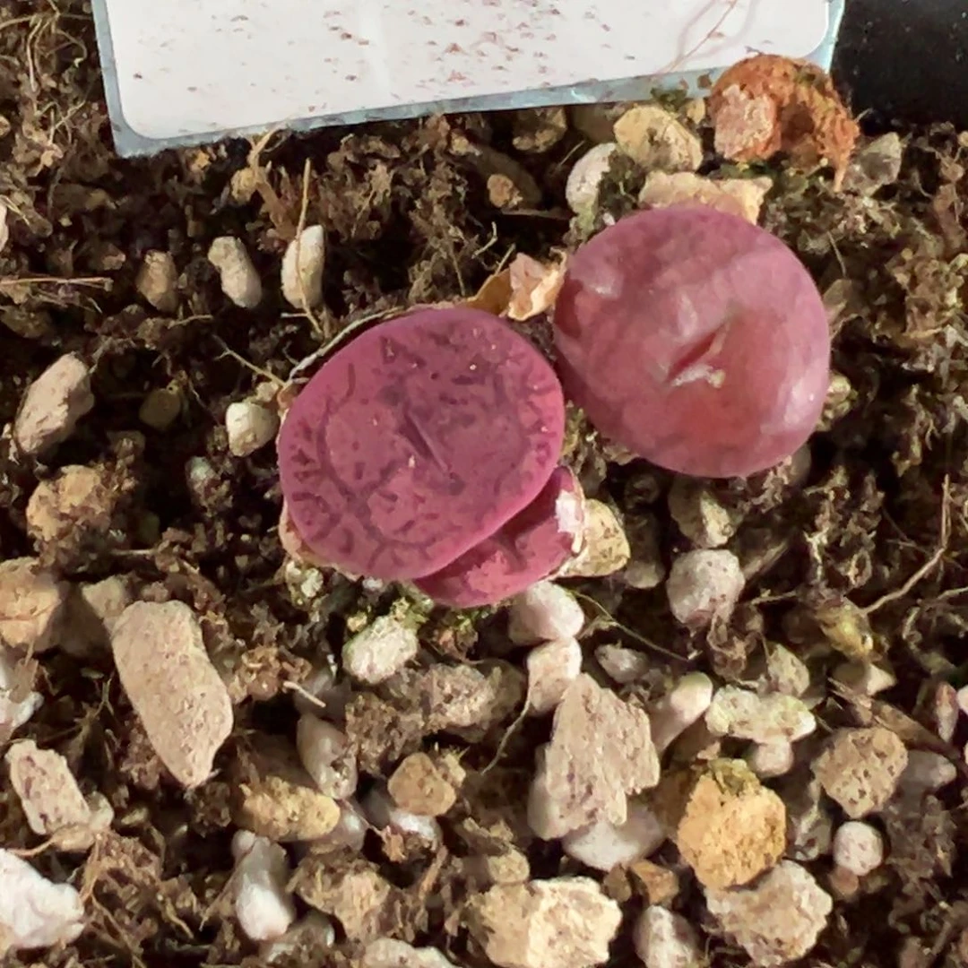 王*28-44肉锥多肉植物，