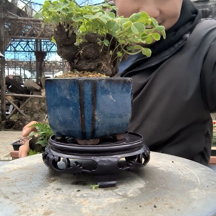 知**乐小盆景小植物一物一拍14