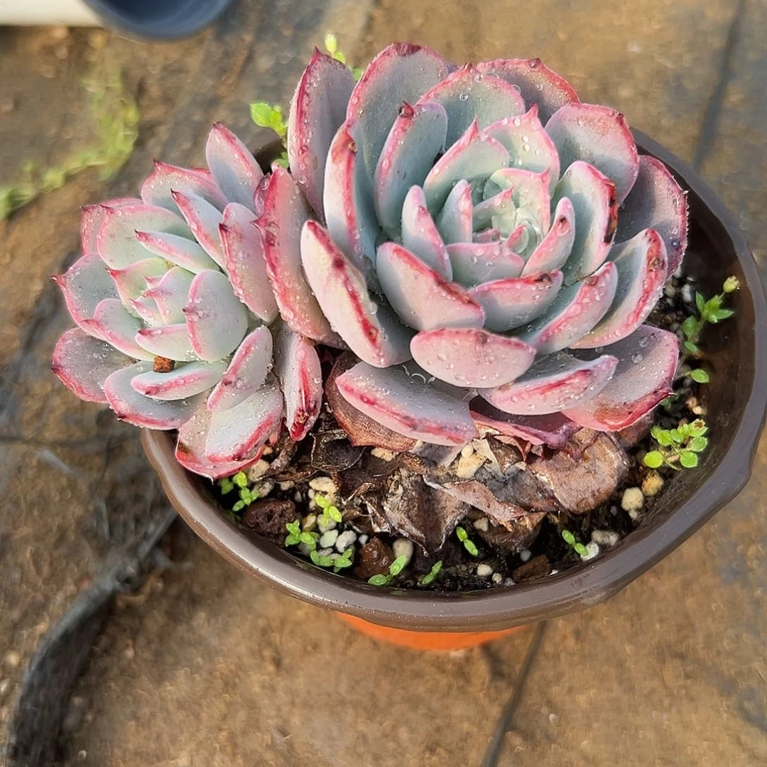 多肉植物多肉植物