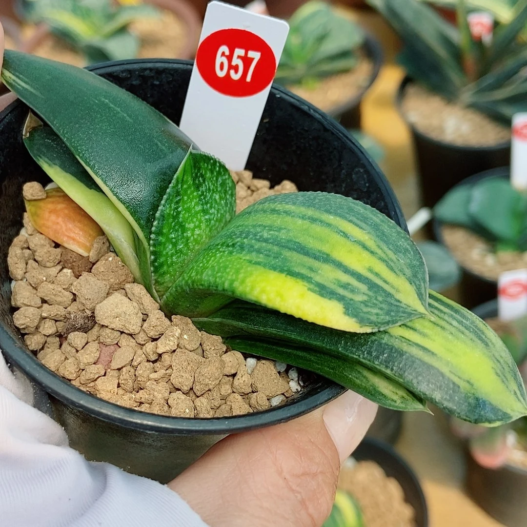 657卧牛实生锦带盆发货大宽叶