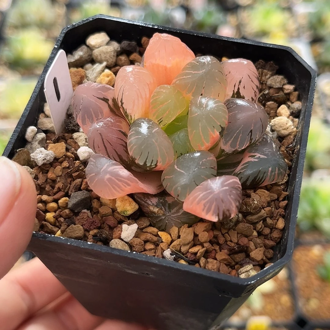 1孔明灯玉露锦福利