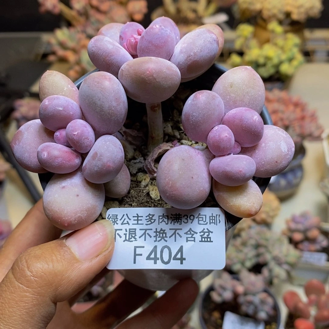 404蛋黄奶多肉7c m