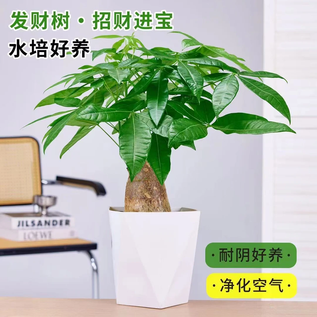 客厅落地粗杆八方老桩发财树室内盆栽办公室招财好养活绿植盆栽