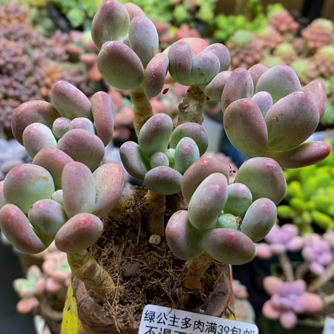 434苹果奶8cm多肉