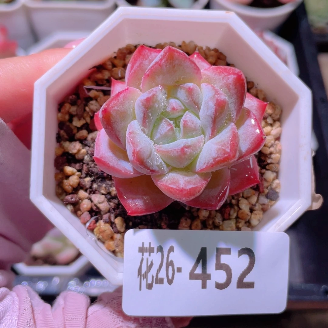 花利美26-452粉钻