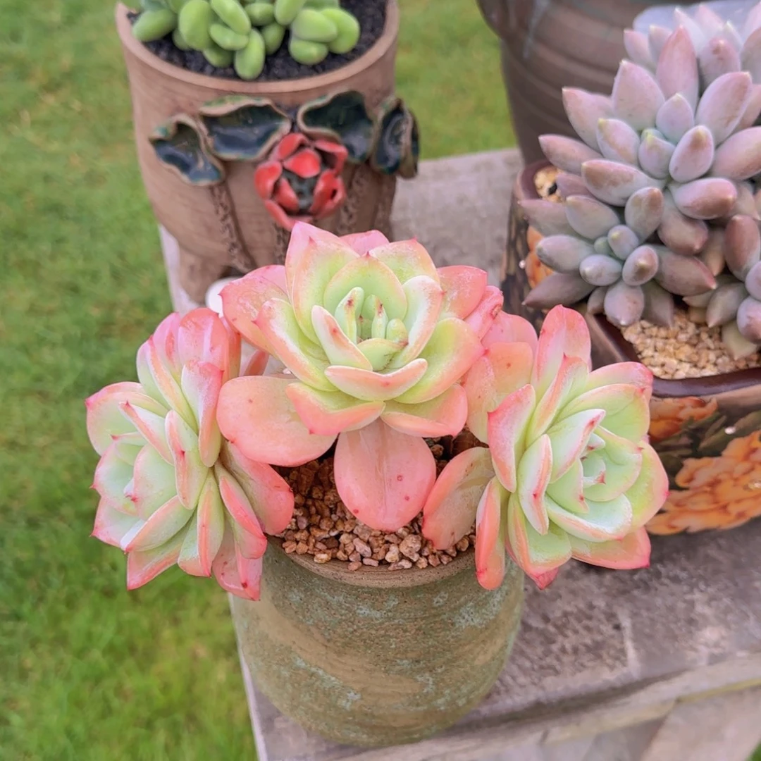 岁***好岁月静好姐姐多肉植物