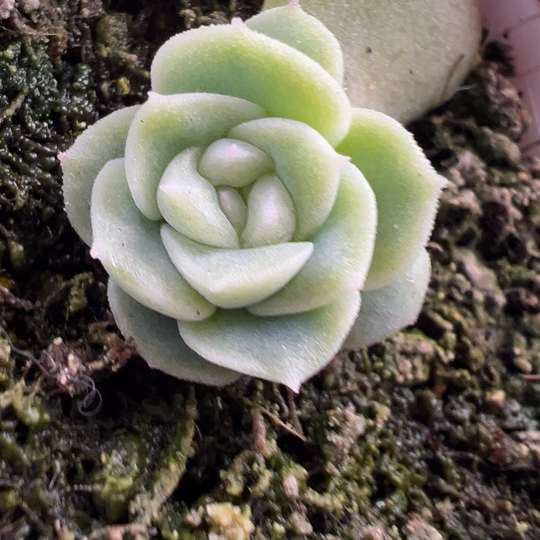 家***6茉莉。