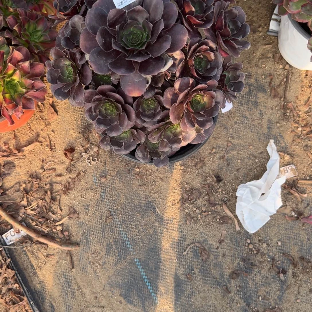 981黑玫瑰多肉植物法师多肉