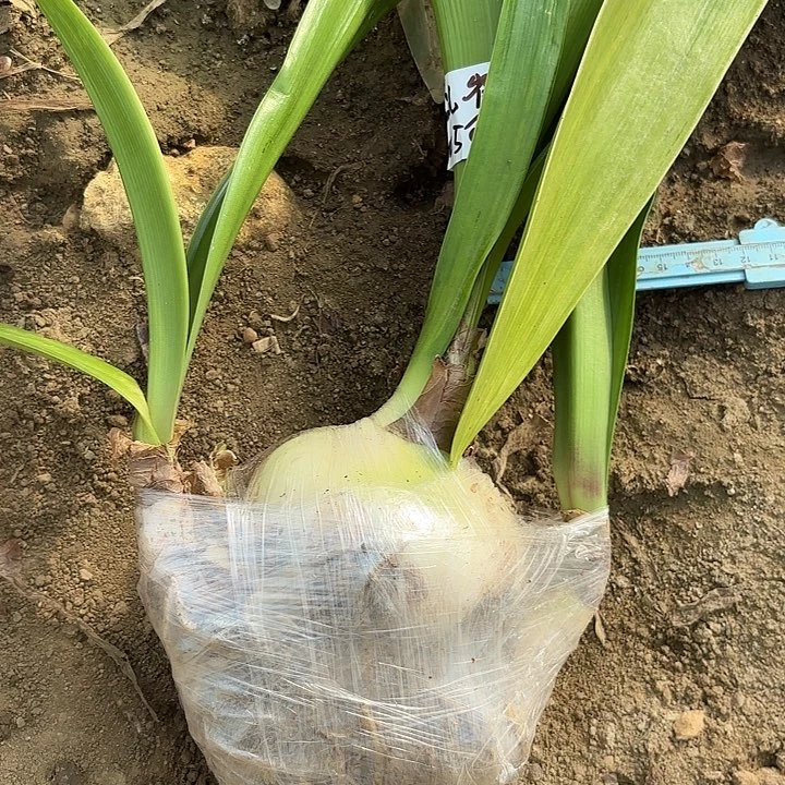 荞****恩花孔雀有标带土发货