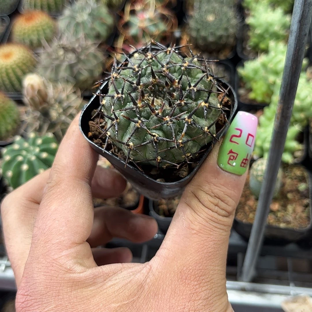 单头黑刺风头单头发货有根