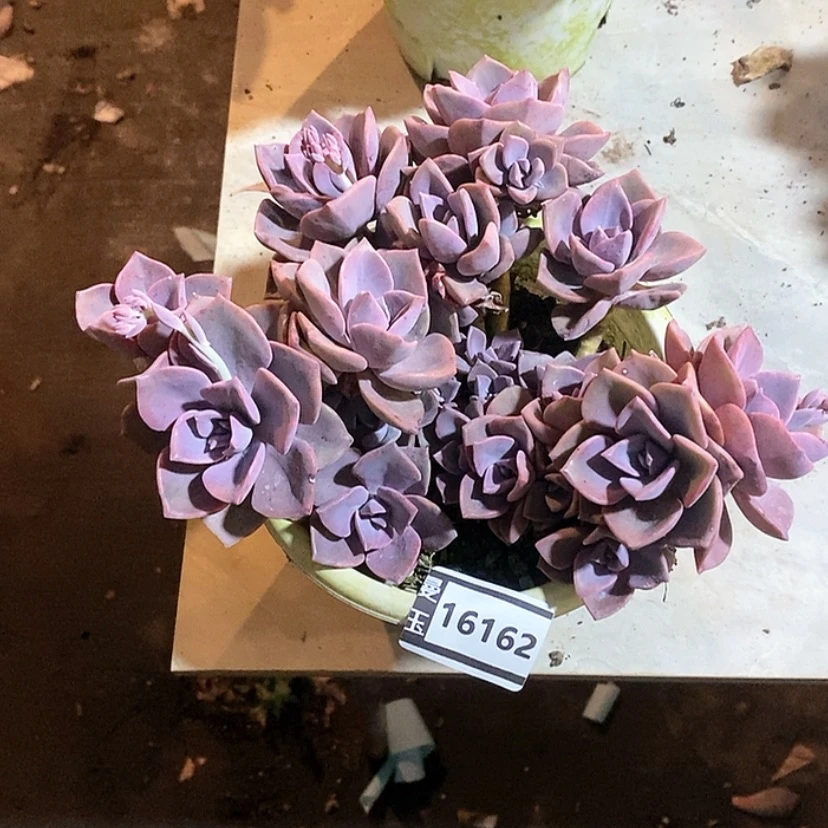 【闪购商品】泡*彩虹糖16162