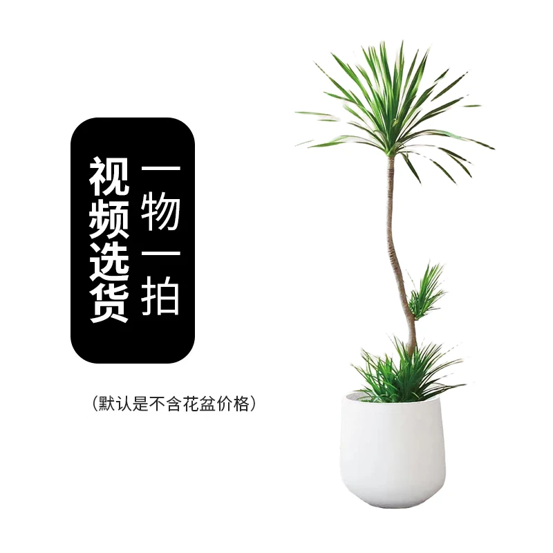 龙血树【大福利】绿植大叶龙血树室内摆件客厅大型摆件绿植