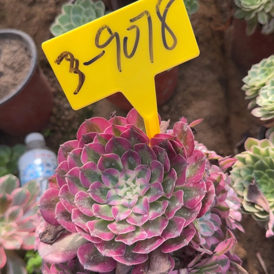 3-9078---红铜白多头