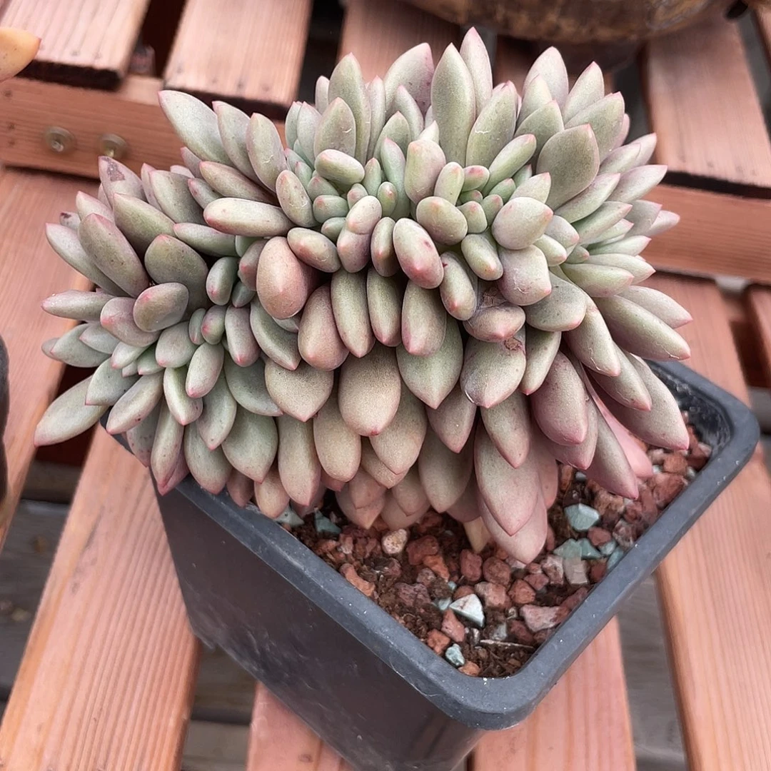 桃花源缀化多肉植物