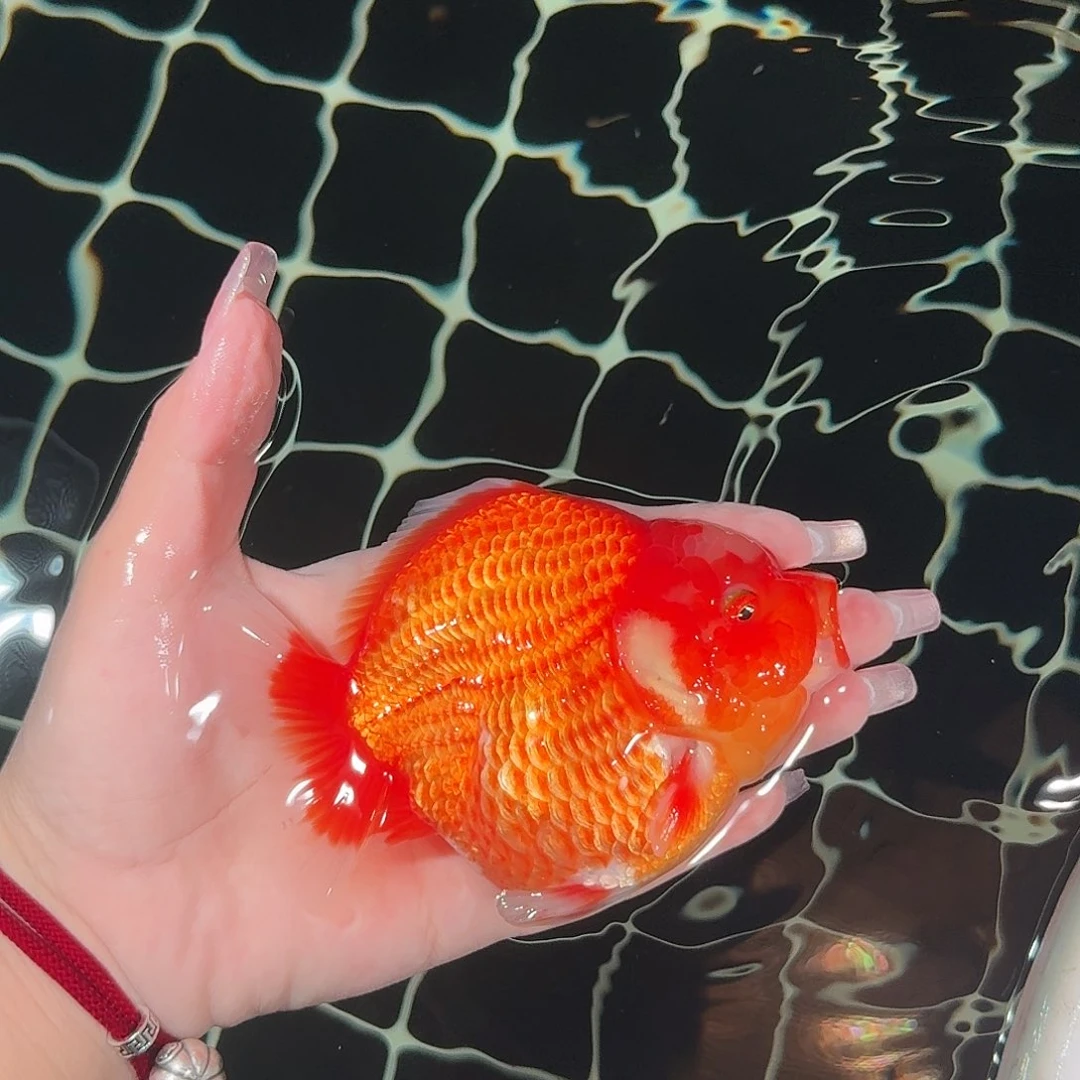 龙睛金鱼亚成红白短尾将军狮子