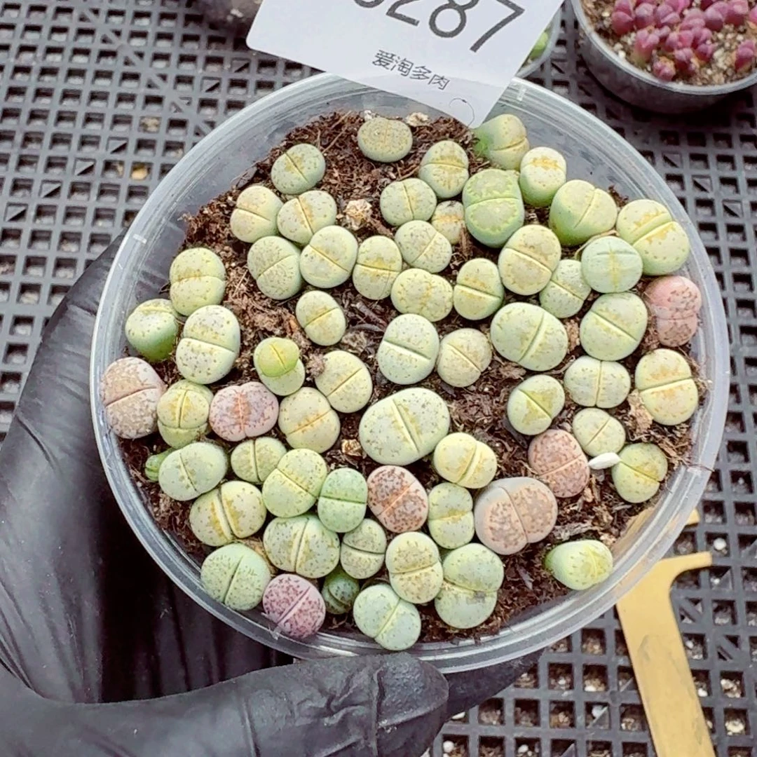 6287—生石花 生石花