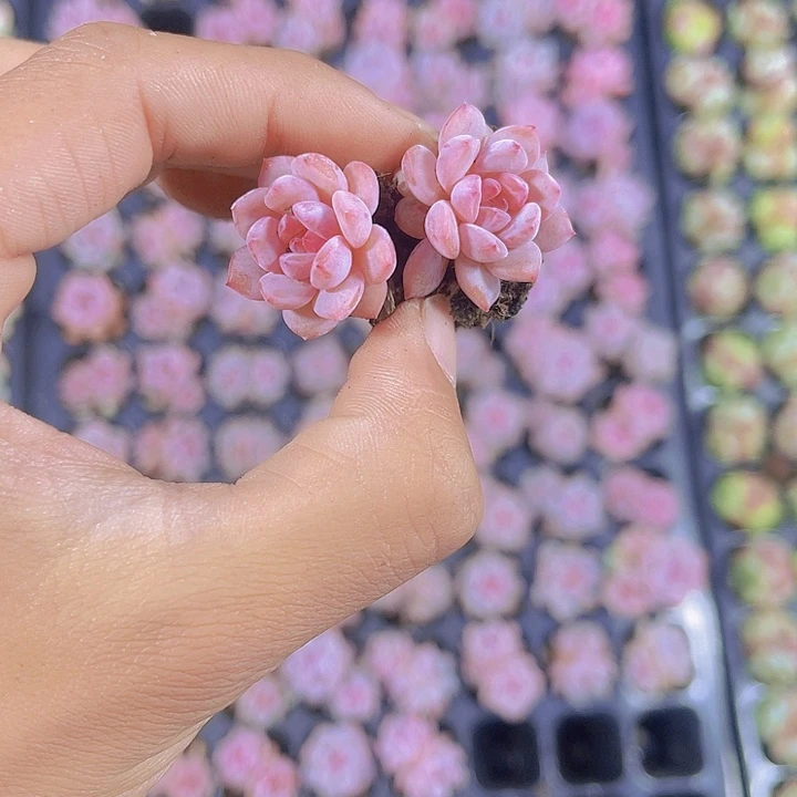 精品星星橙多肉植物