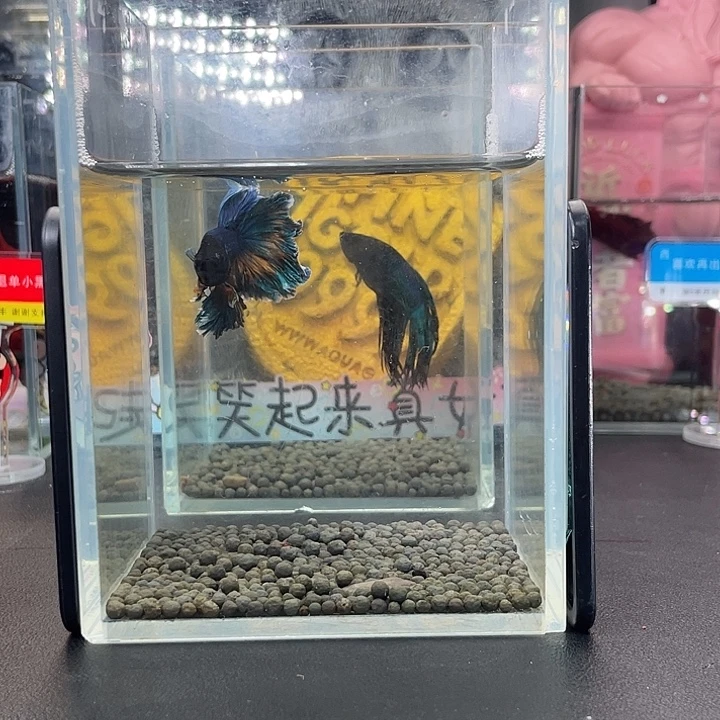 斗鱼66号927早绣球hmpk