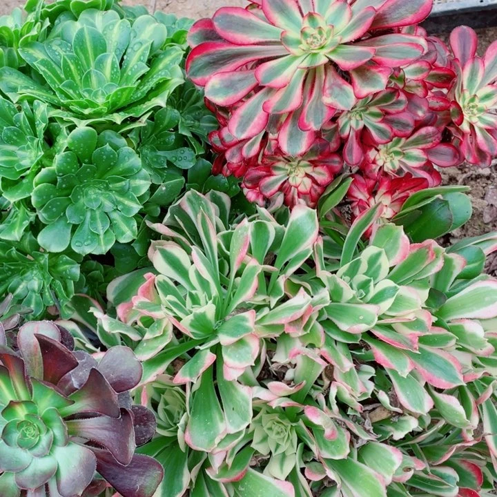 多肉植物组合909