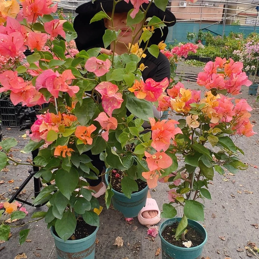 大部分花苞少量开放阿达纳带竹一颗