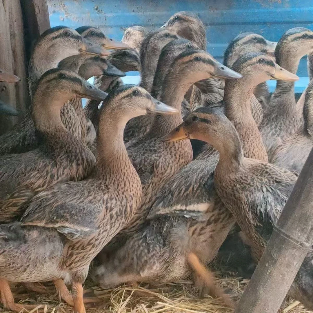 【蛋鸭】  半斤左右高产蛋绿壳麻鸭包邮到家