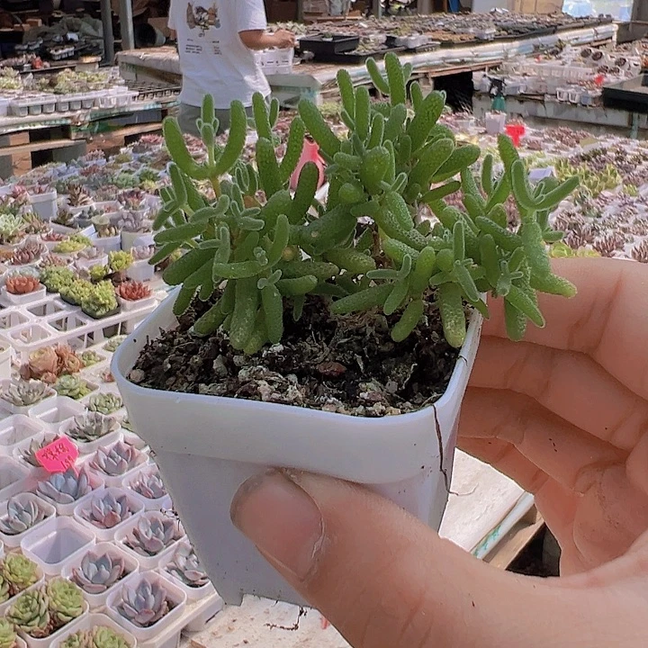 糖球枝干19包邮多肉