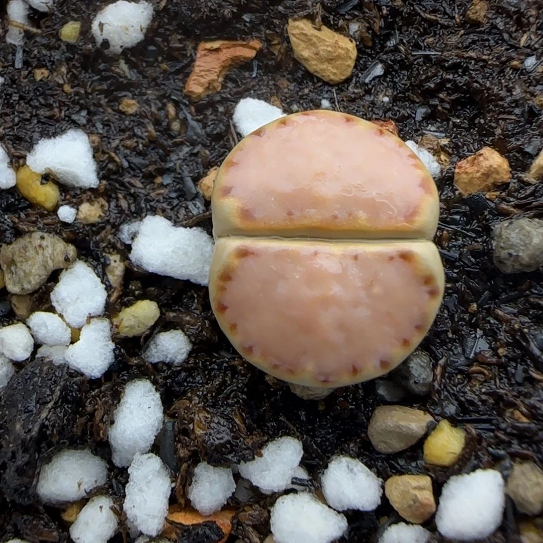 大满窗净窗饼干粉色大棚直播