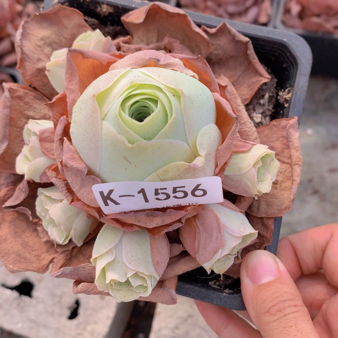 1556 会掉侧芽不售后