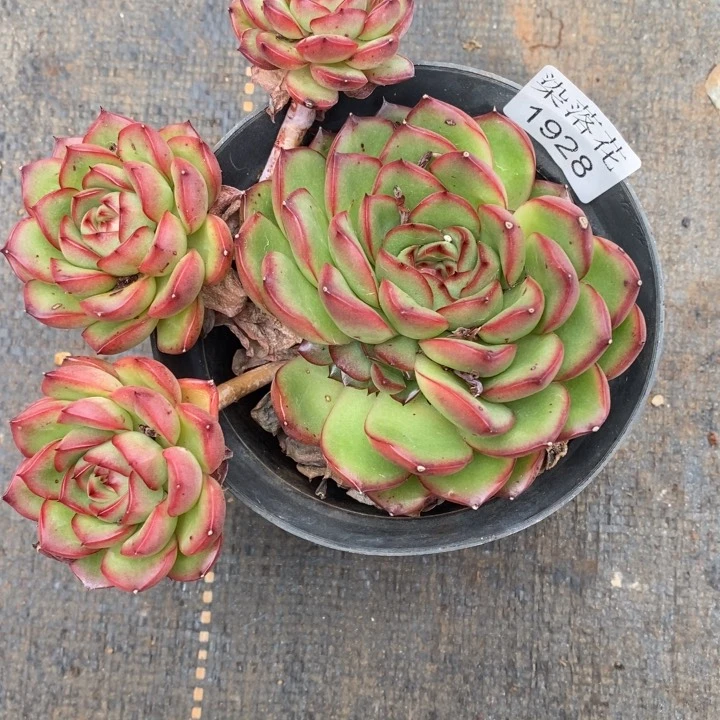 淡***心精品多肉植物1928不包整散掉头