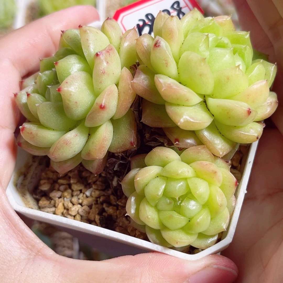 B878 一物一拍 泡泡龙