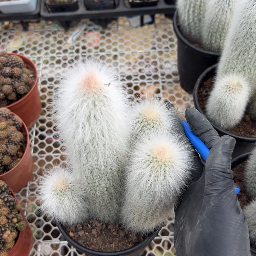 招***宝零零落落 零零落落