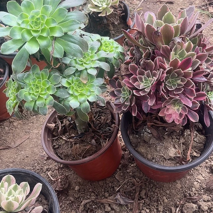 2棵玫瑰玫瑰玫瑰玫瑰