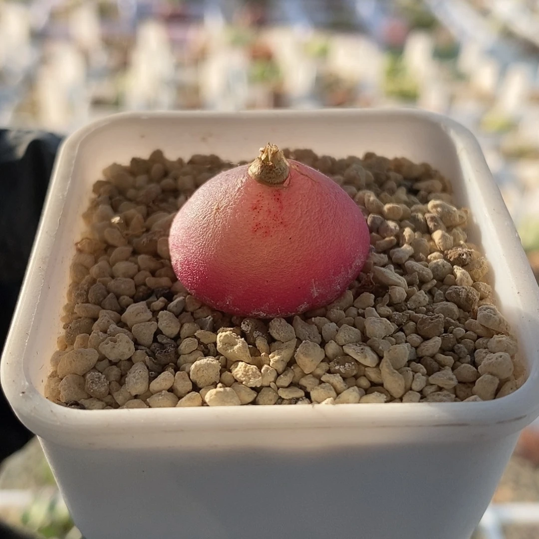 一物一拍灯泡母本尺寸2.4