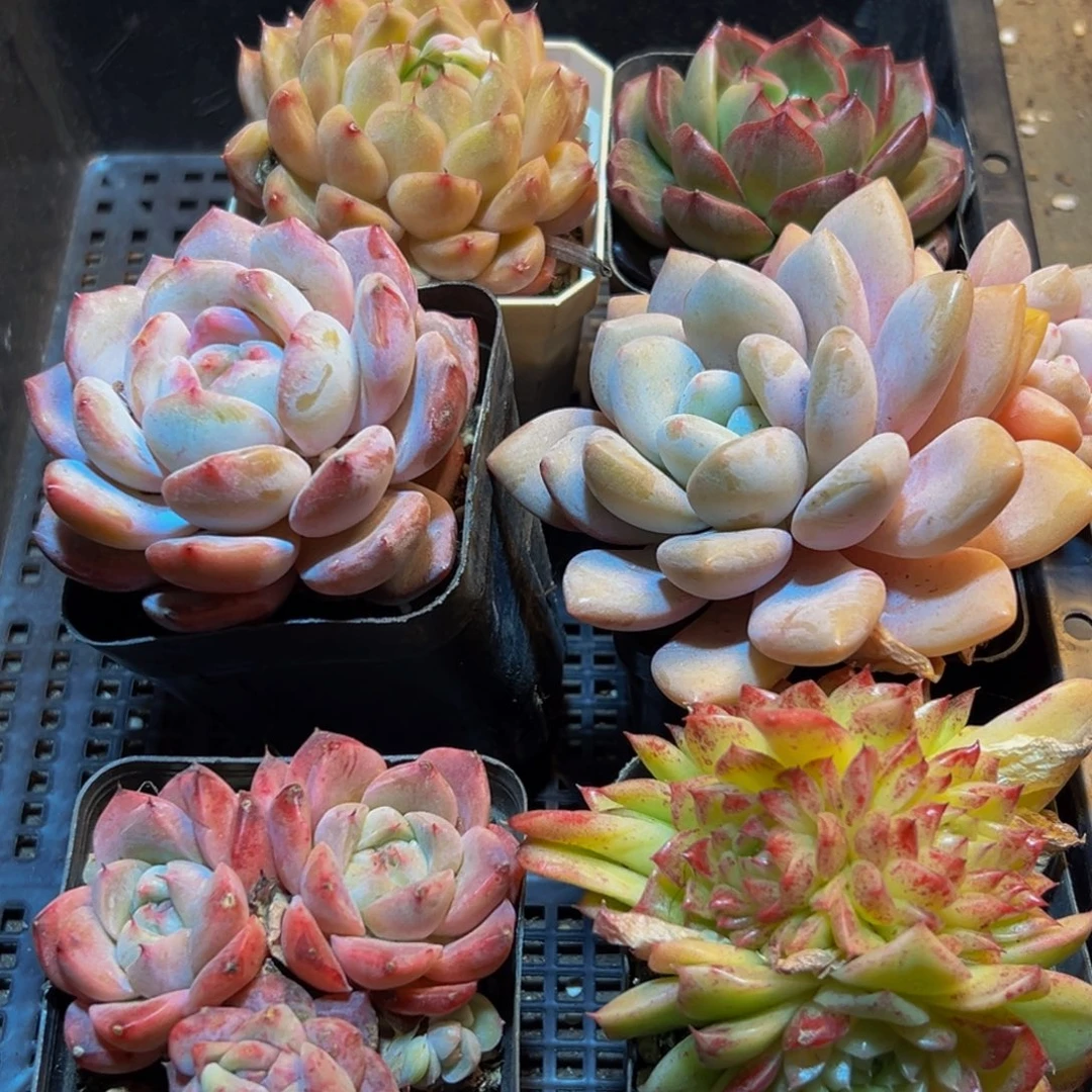 849多肉葡萄的味道是