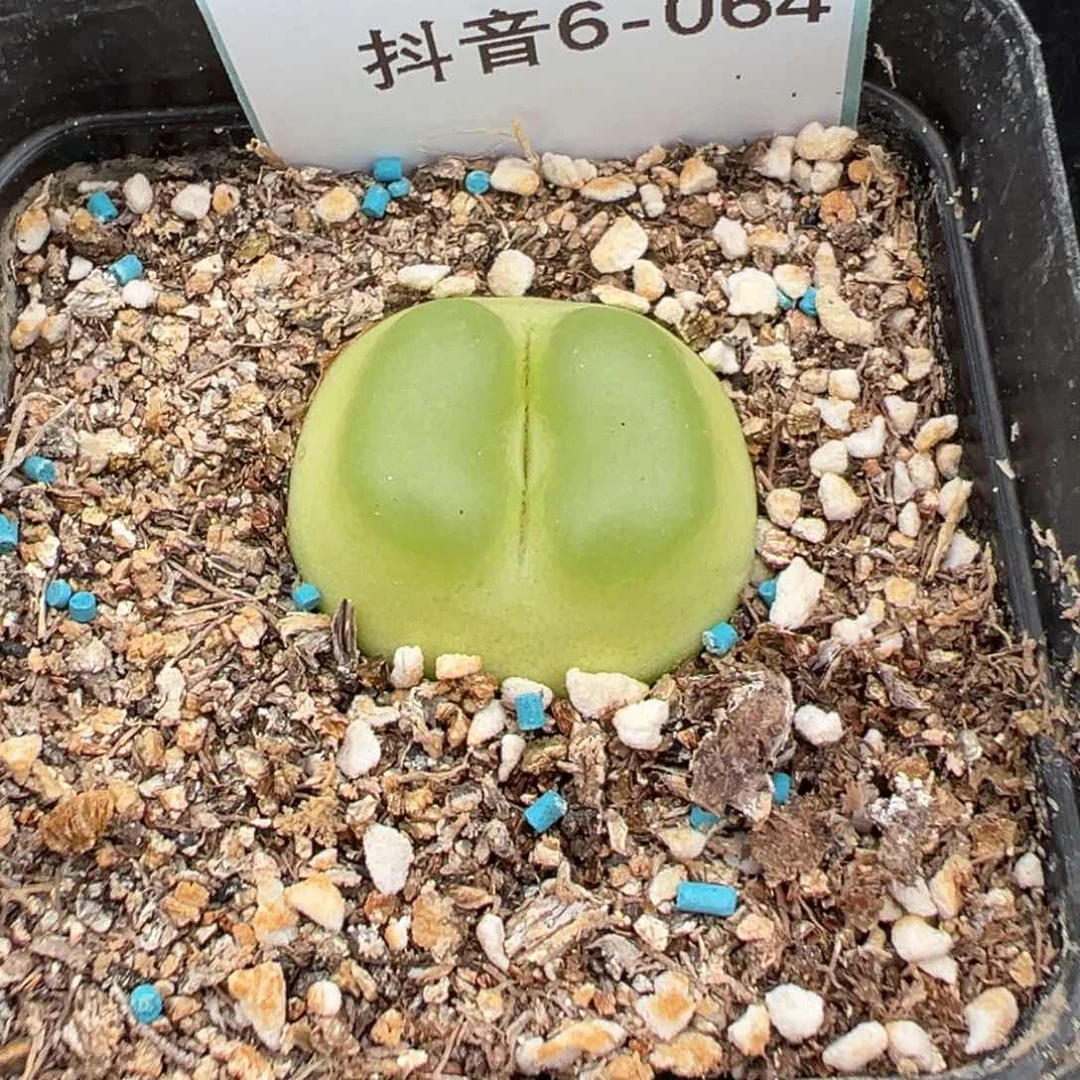 (****佩6-64肉锥多肉植物