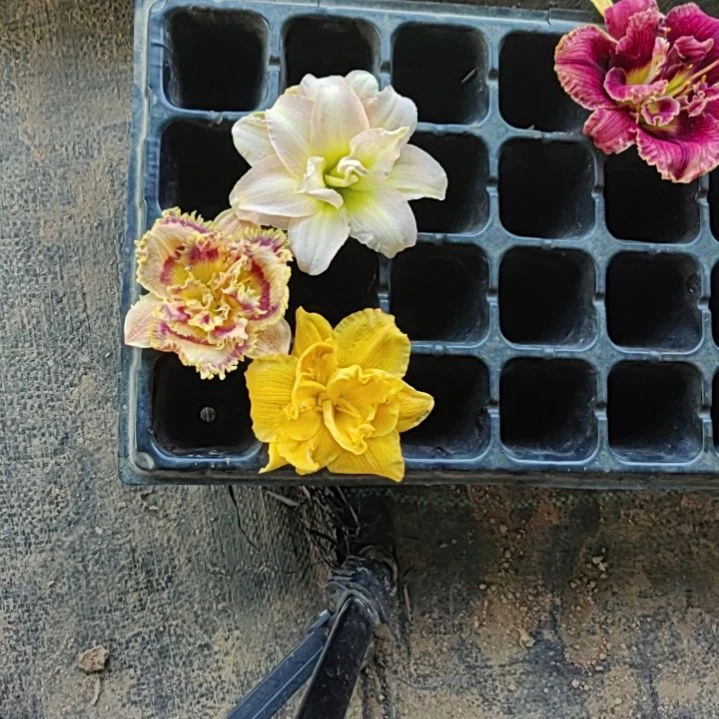 完全开放莎基皇族嫦娥