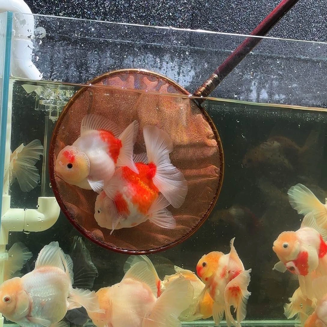 M***o金鱼圆通两条包邮