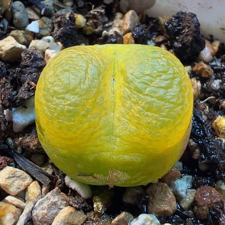 175多肉植物种类多样