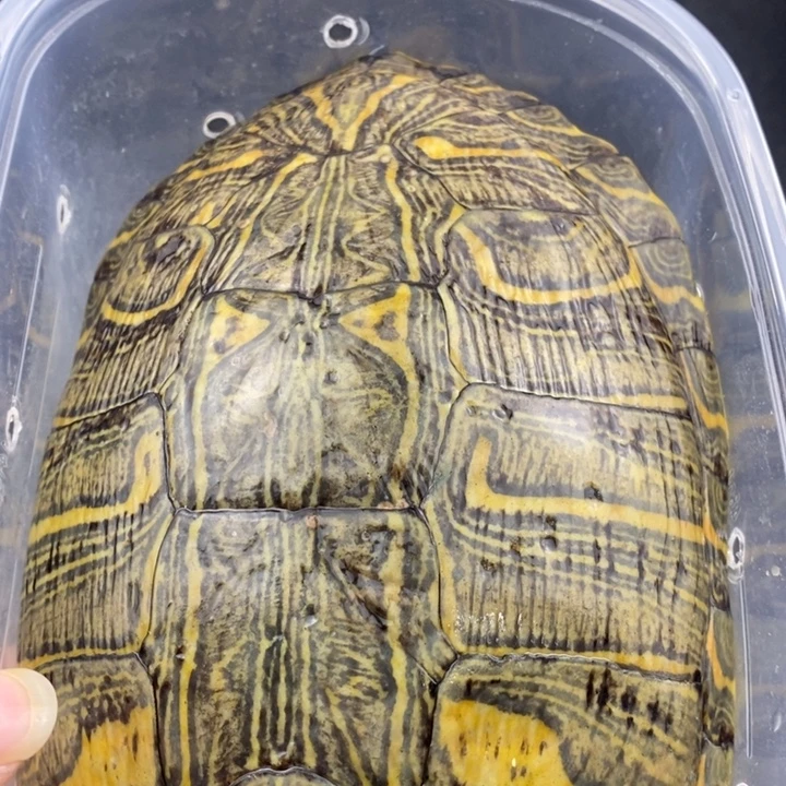 巴西彩龟母666666666