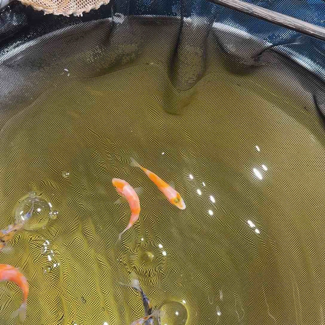 锦鲤老***3锦鲤的故事是