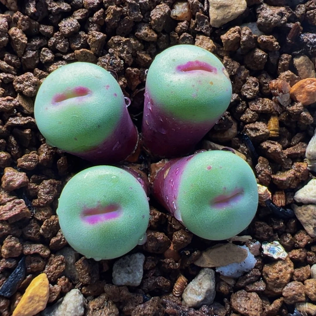 174多肉植物种类和