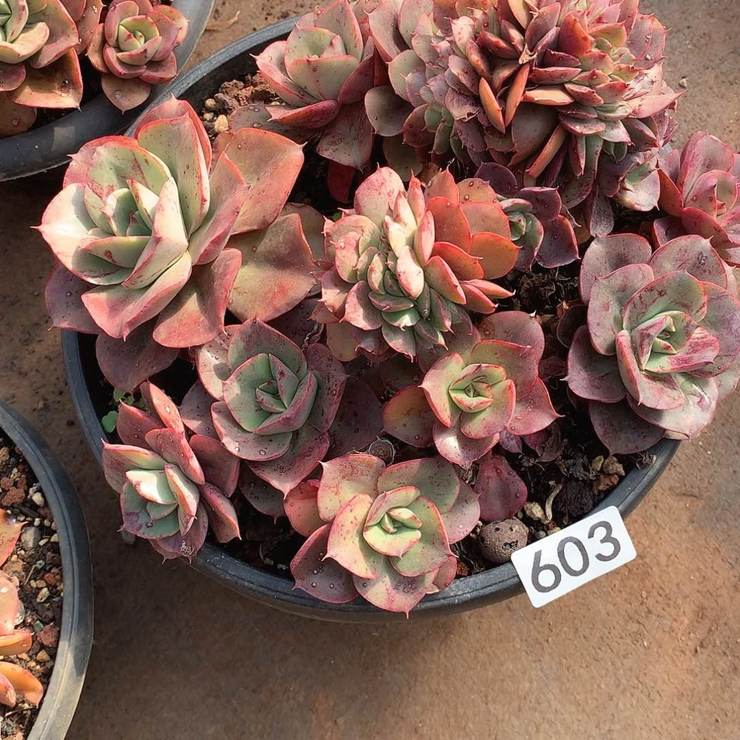 603 一物一拍多肉