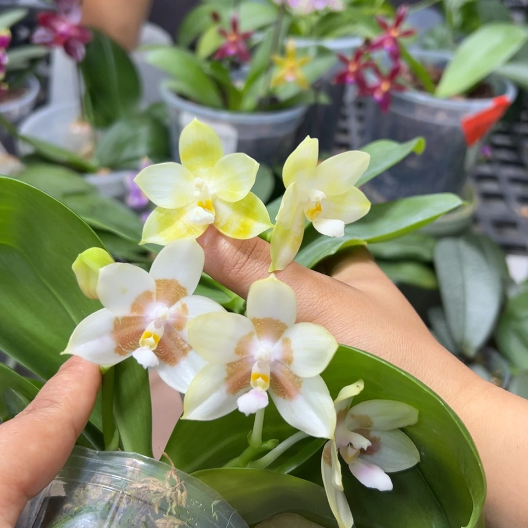 大部分开放少量花苞2棵福利