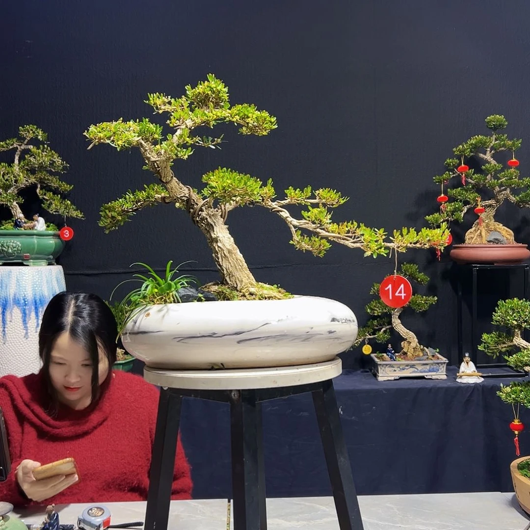 绿植广东皱皮黄杨木